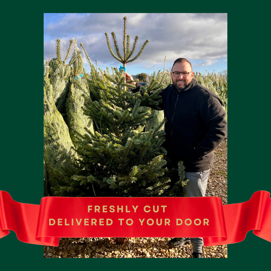 4ft Nordmann Fir Fresh Cut Christmas Tree, Hand Delivered